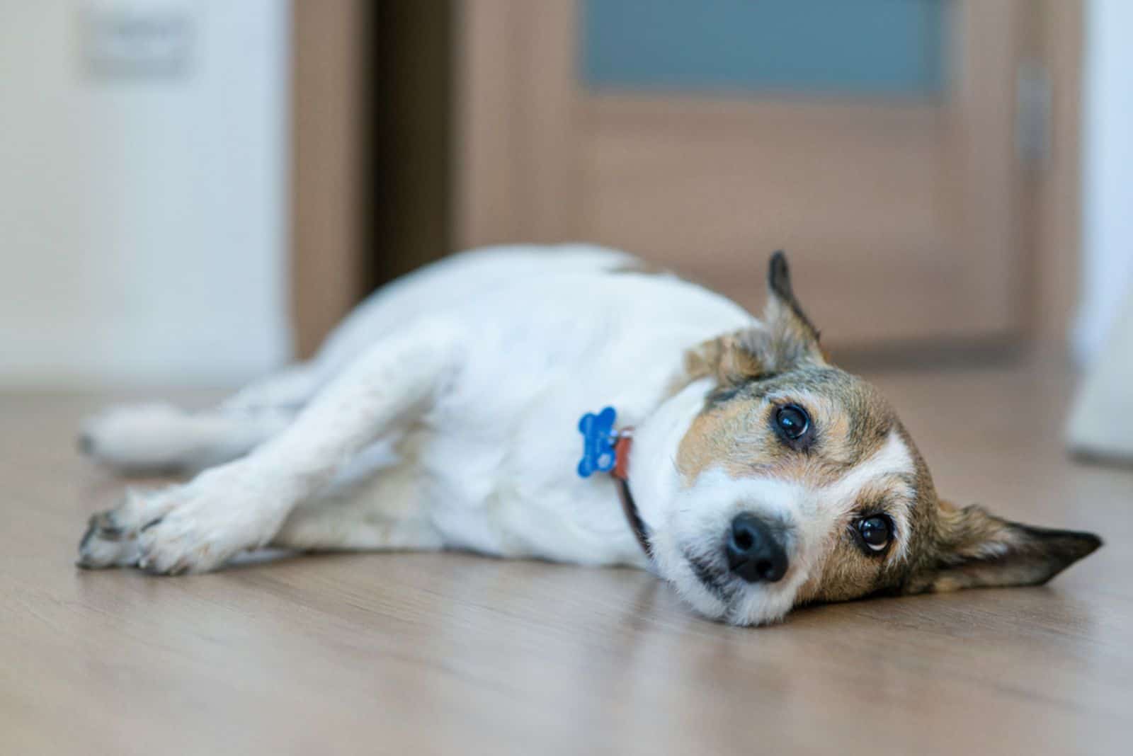 a sick dog is lying on the laminate