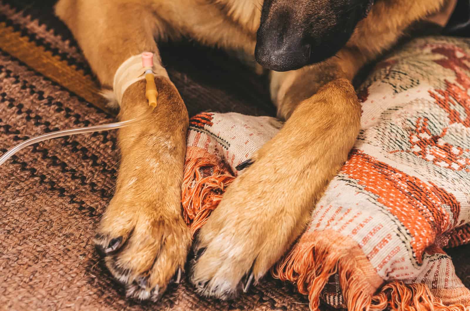 A sick dog lies under a dropper at home