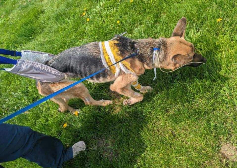 a sick German shepherd walks with its owner