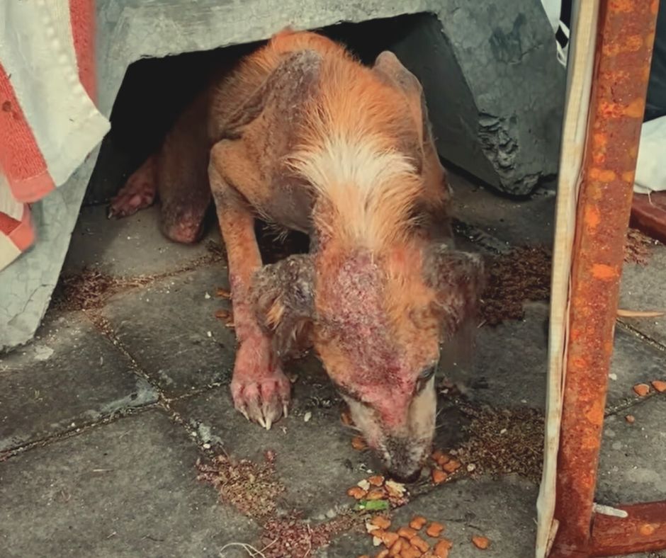 a sick puppy sniffs the pavement