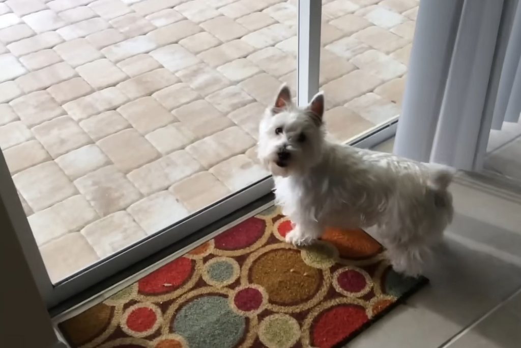 a small dog stands in front of the balcony door and looks out