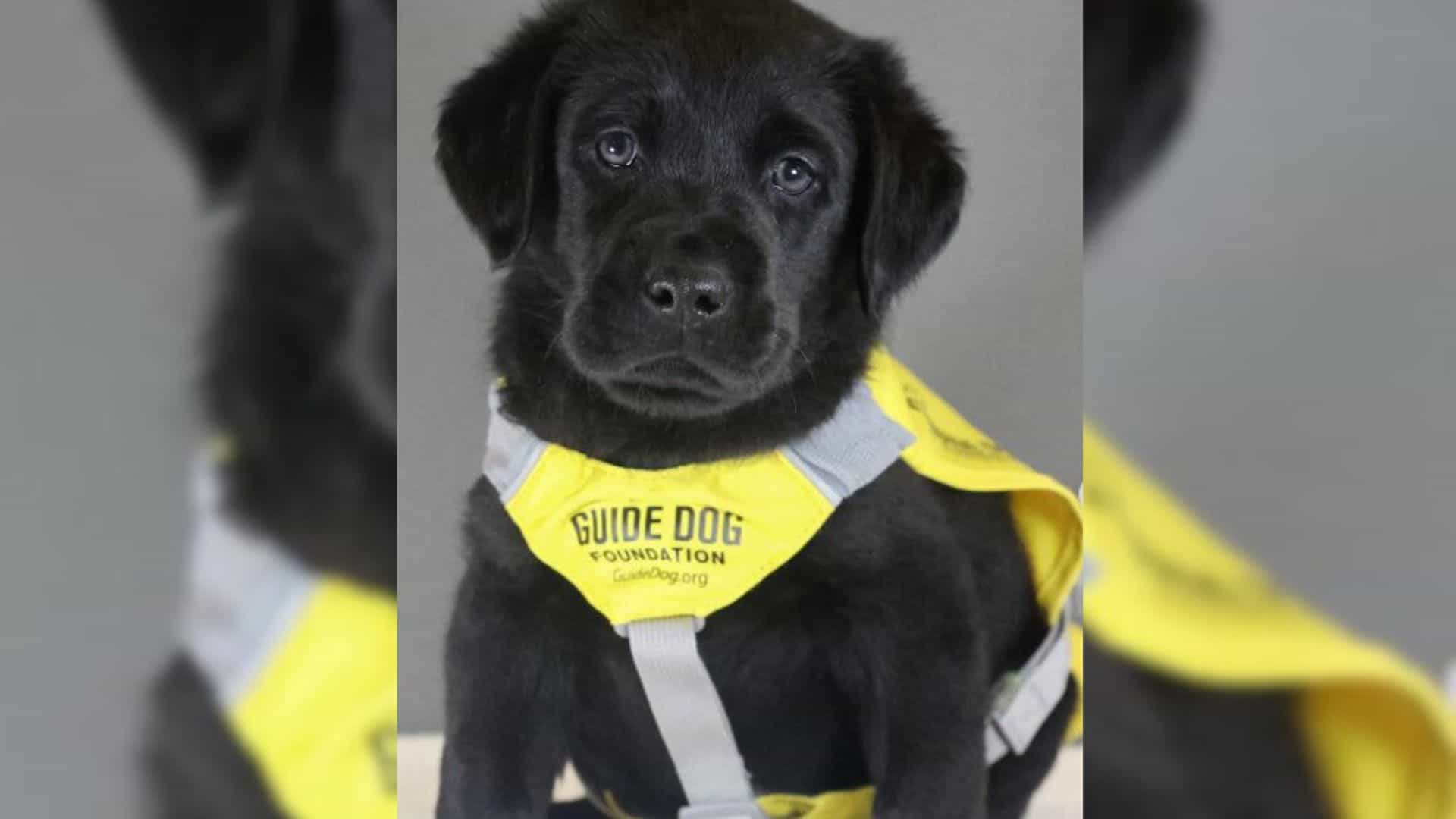 Guide Dog In Training Couldn’t Stay Awake For His Photo Shoot 