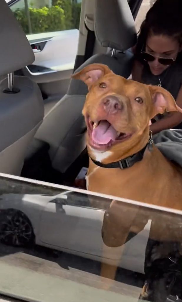 a smiling dog is looking through an open car window