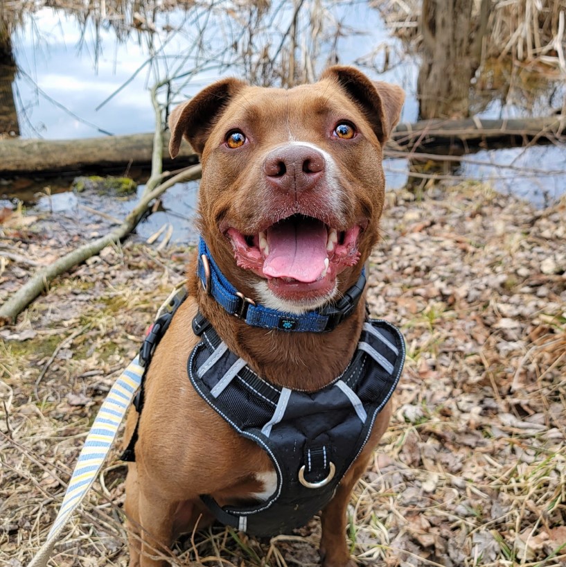 a smiling dog is sitting and looking at the camera