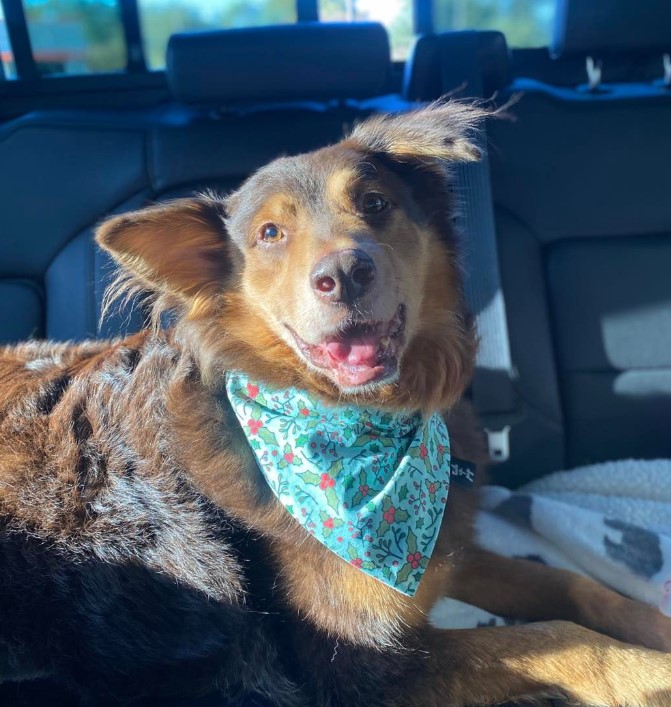 a smiling dog lies in a car