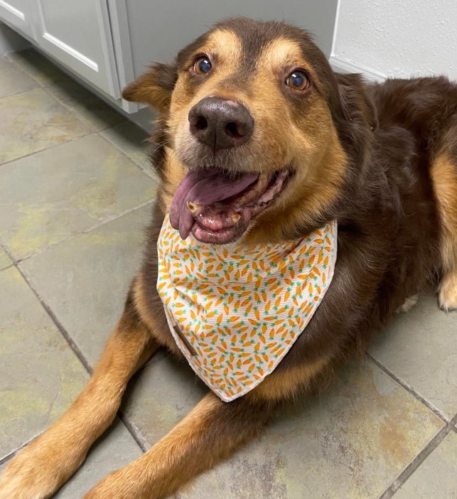 a smiling dog lies on the tiles