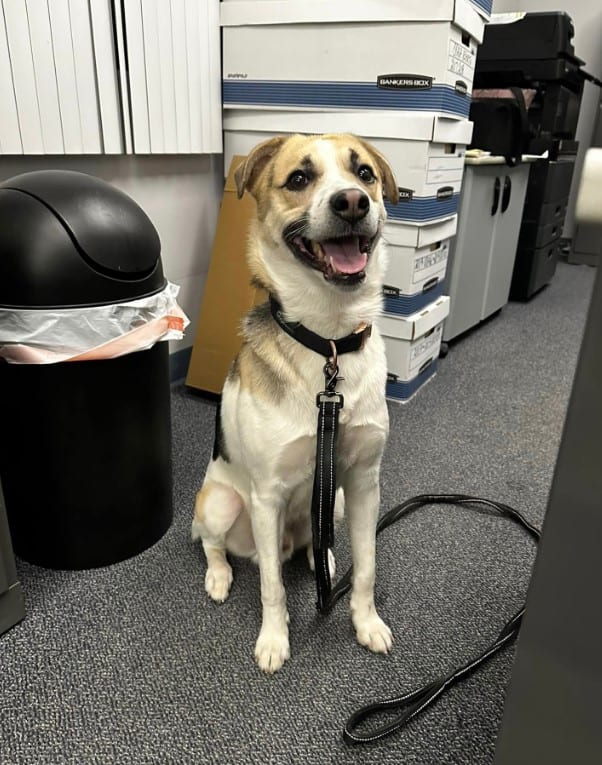 a smiling dog on a leash laughs