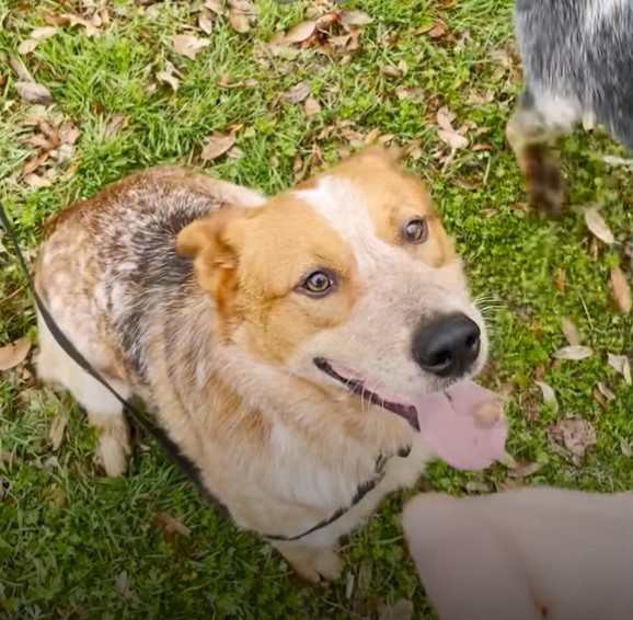 a smiling dog sits in the park and looks at the camera