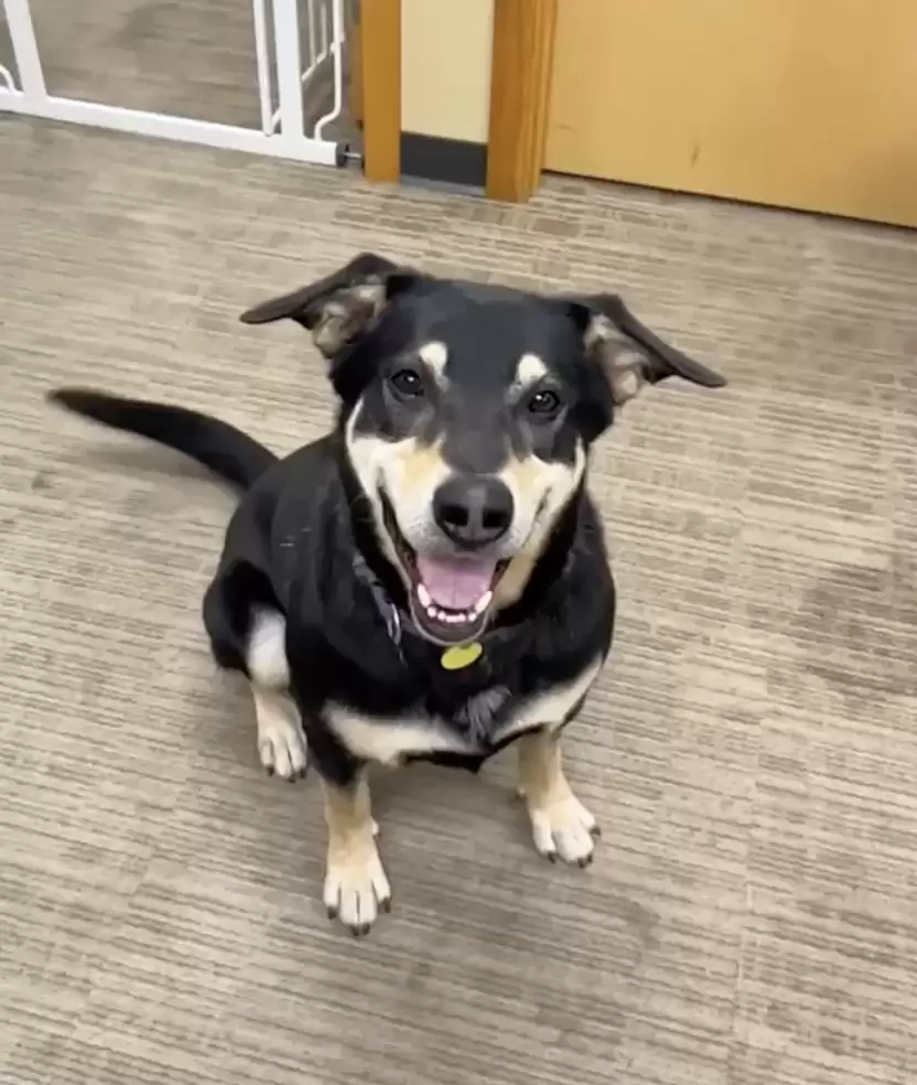 a smiling dog sits on the laminate floor and looks at the camera