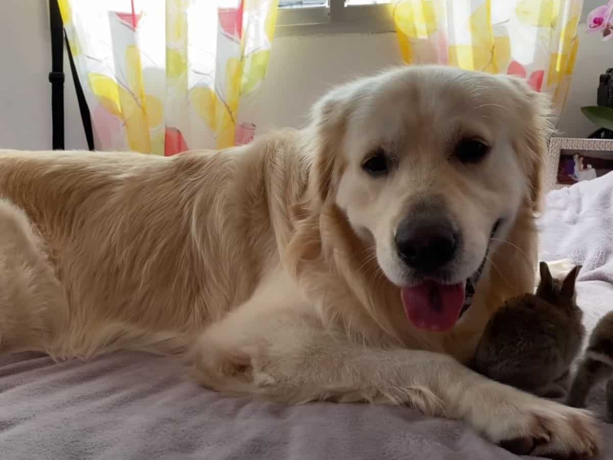 a smiling golden retriever lies on the bed next to a bunny