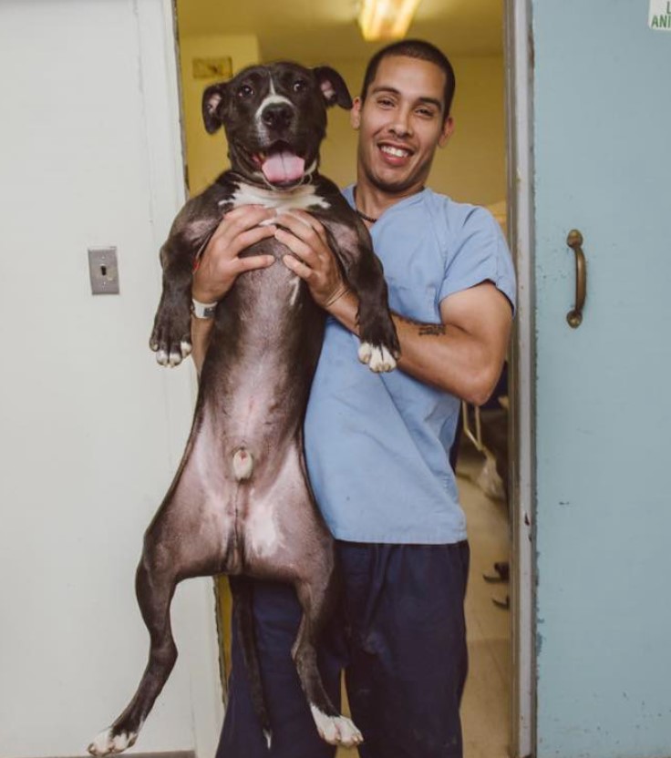 a smiling man holds a dog in his arms with his tongue sticking out