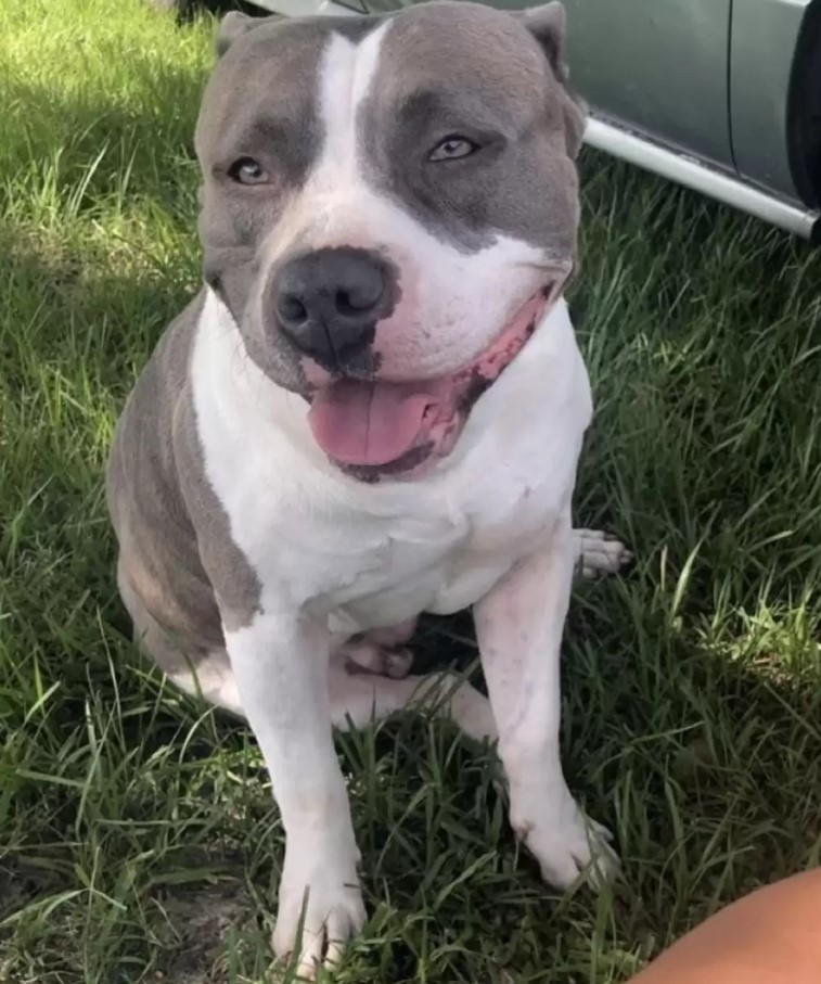 a smiling pit bull is sitting on the grass and looking at the camera