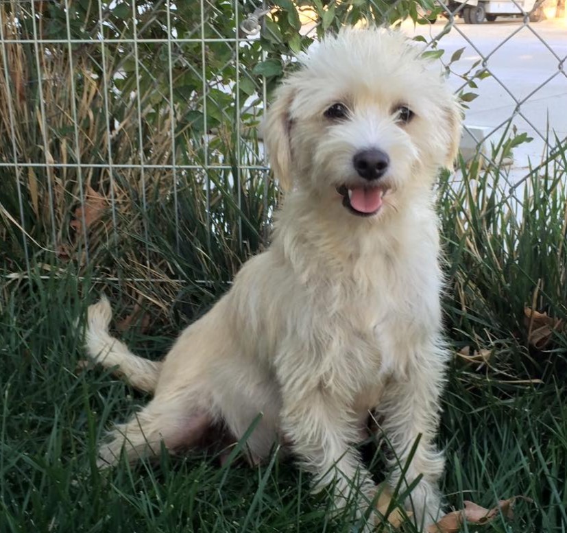 a smiling poodle sits by the fence