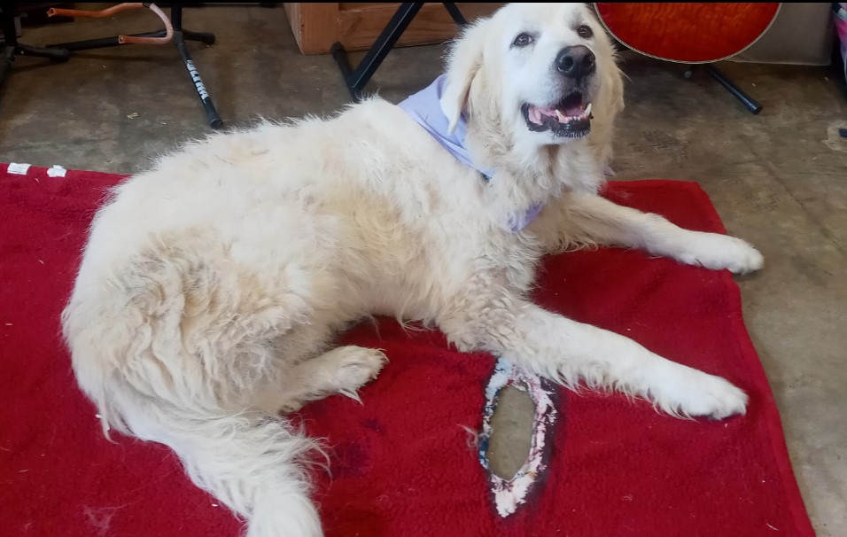 a smiling white dog lies on a blanket