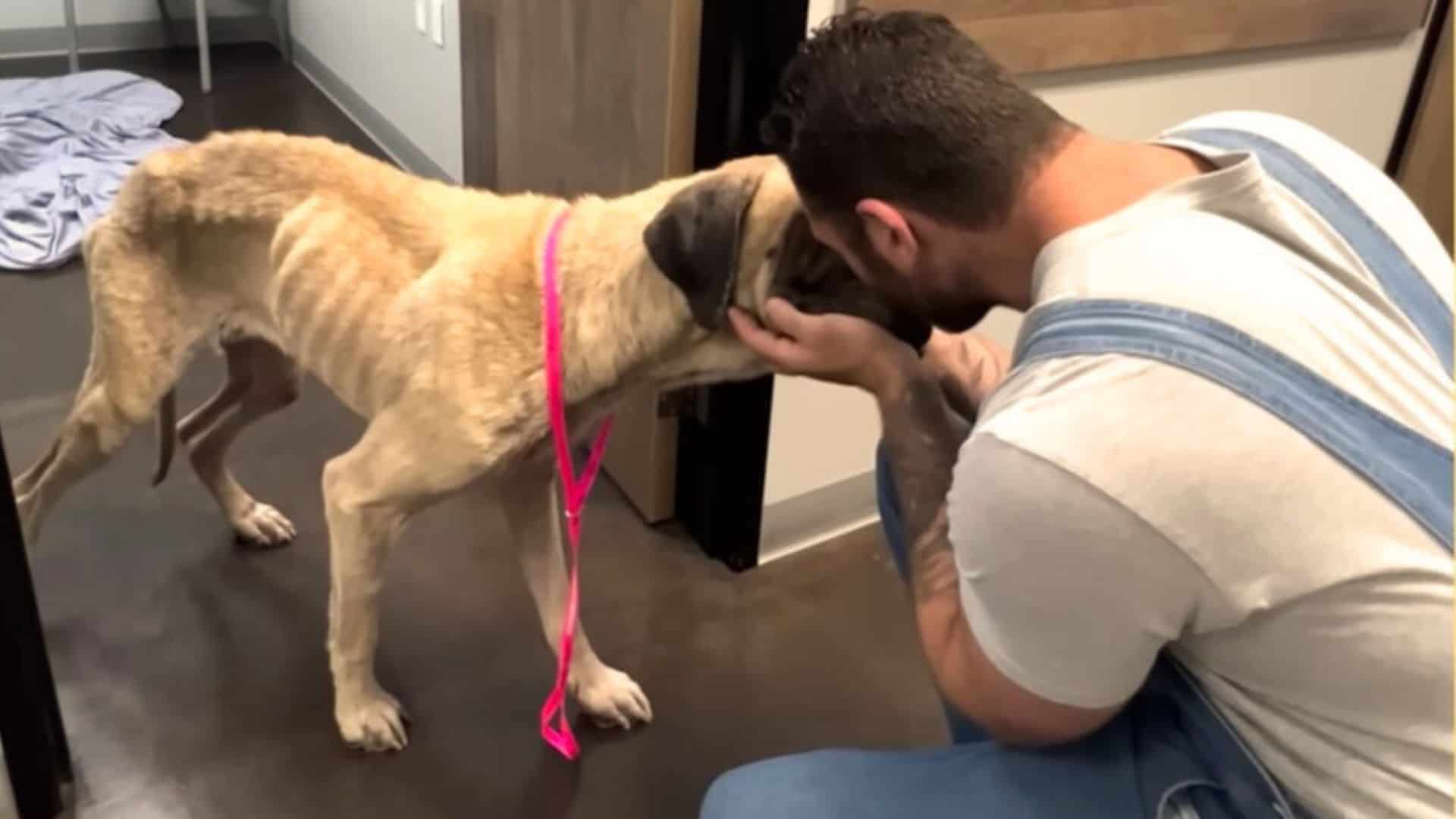 A Malnourished Dog Brought To A Shelter In Oregon Makes An Amazing Transformation