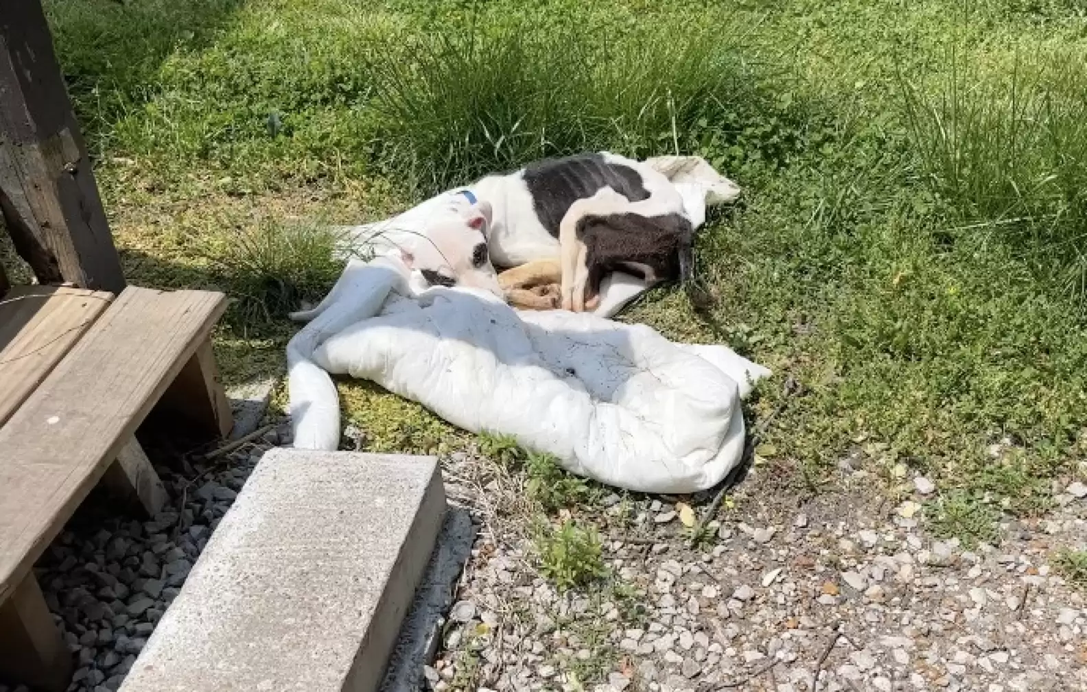 a starving dog lies tied up next to the station