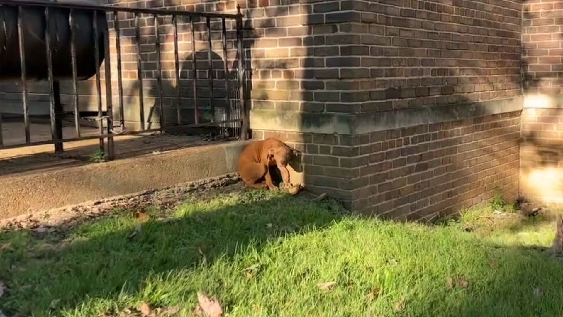 Starving Dog Scared Of Everyone Completely Transforms When He Meets His Saviors