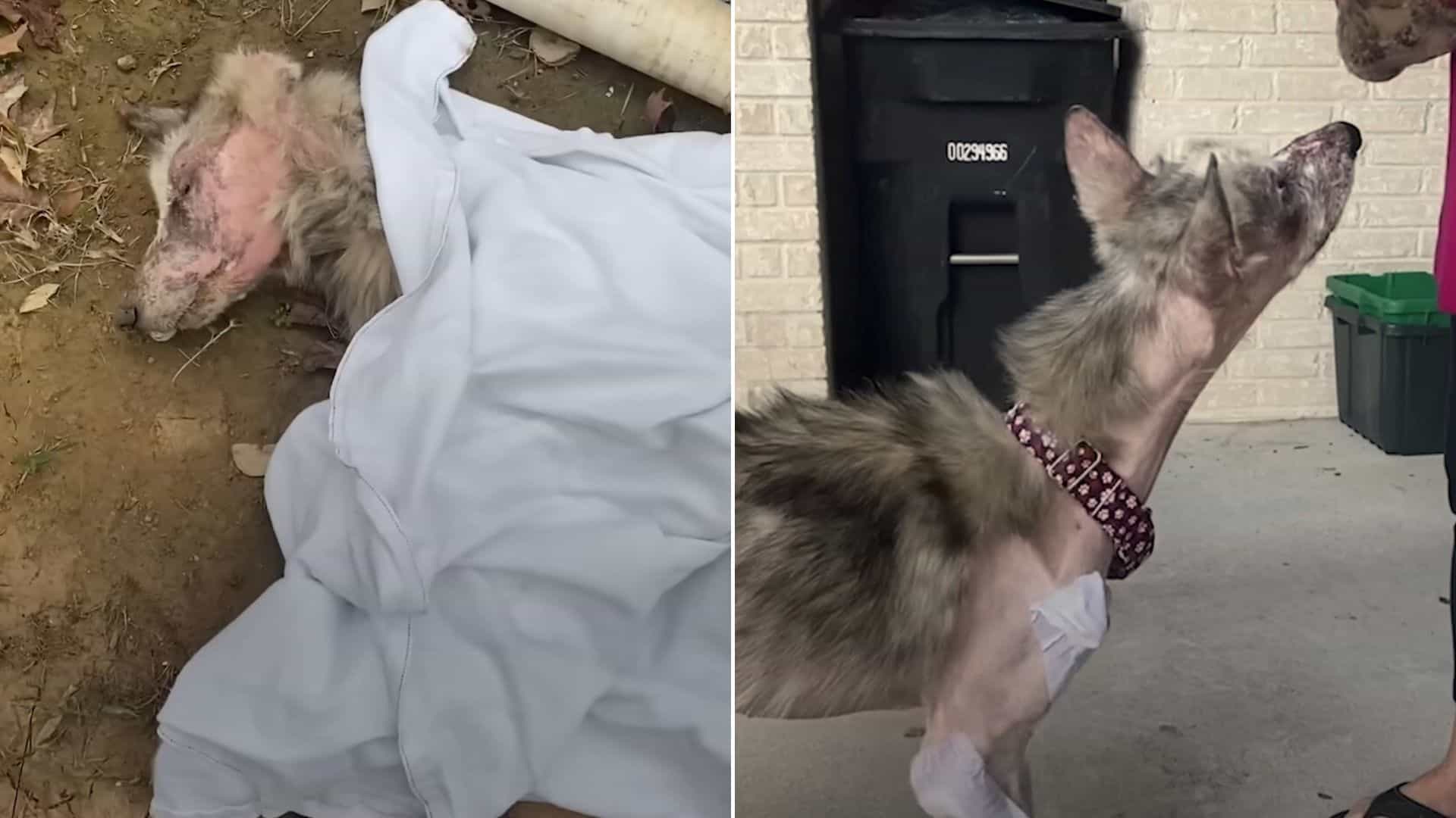 A Starving Husky Who Could Barely Move Fights To Survive