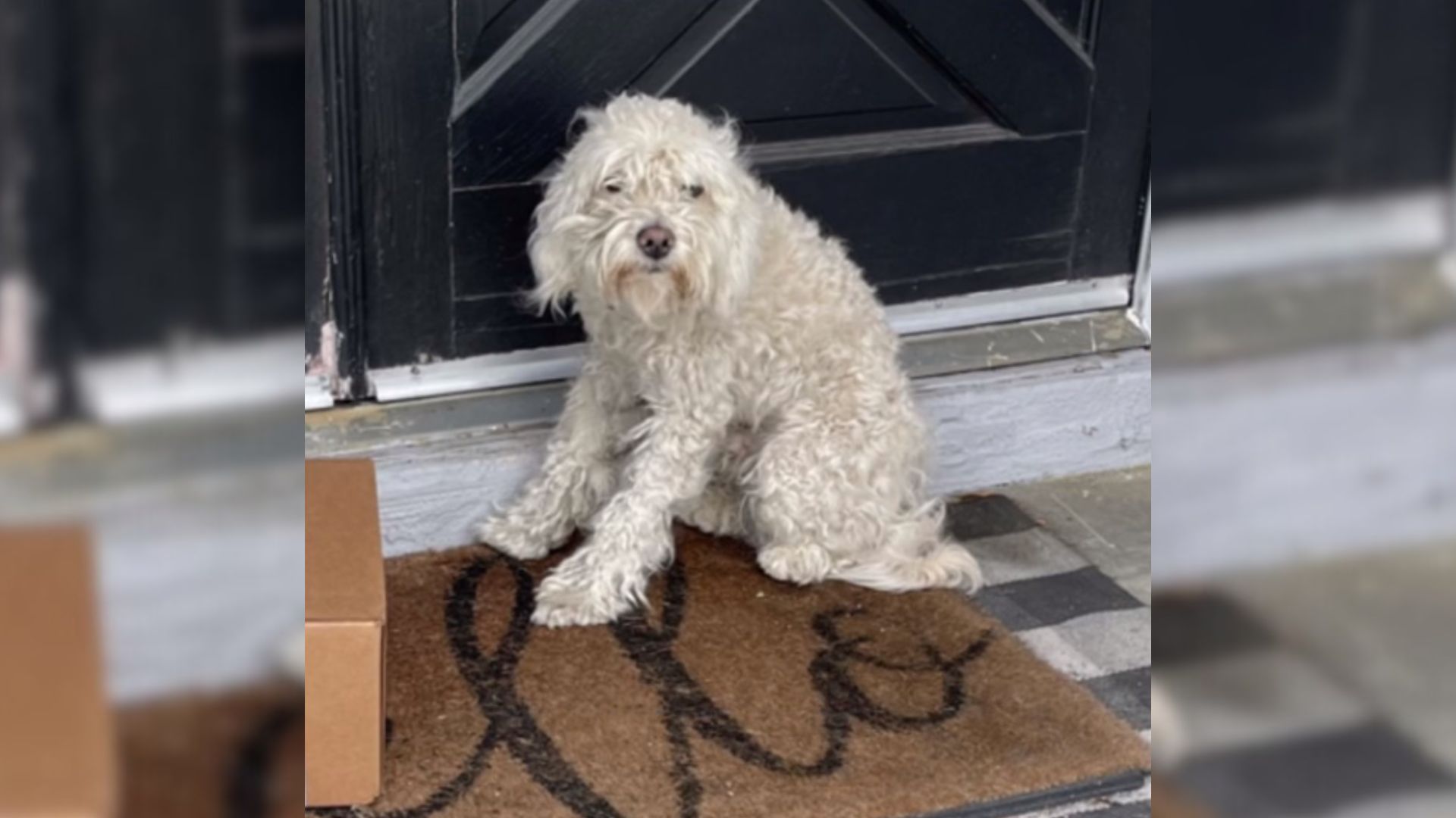 Stray Dog Resting On A Random Family’s Porch Gets The Most Amazing Surprise