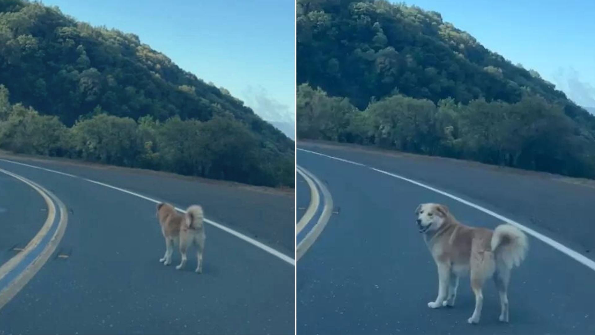 A Stray Dog Is Found And Rescued From The Top Of A Mountain