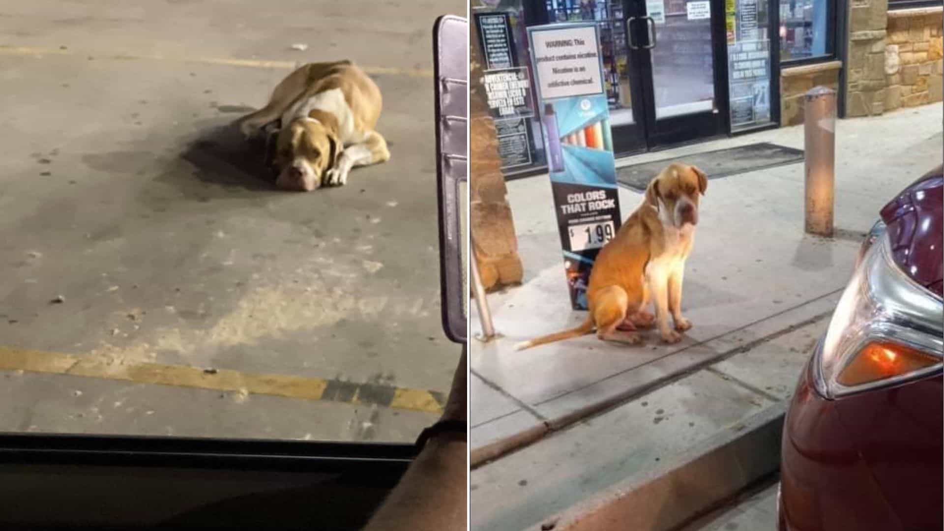 Rescuers Who Found A Depressed Pup At A Gas Station Sensed That Something Was Terribly Wrong