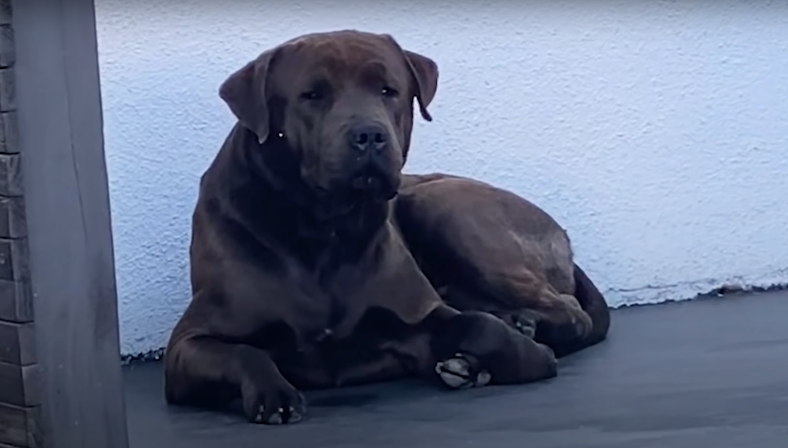 a stray dog sits on the sidewalk