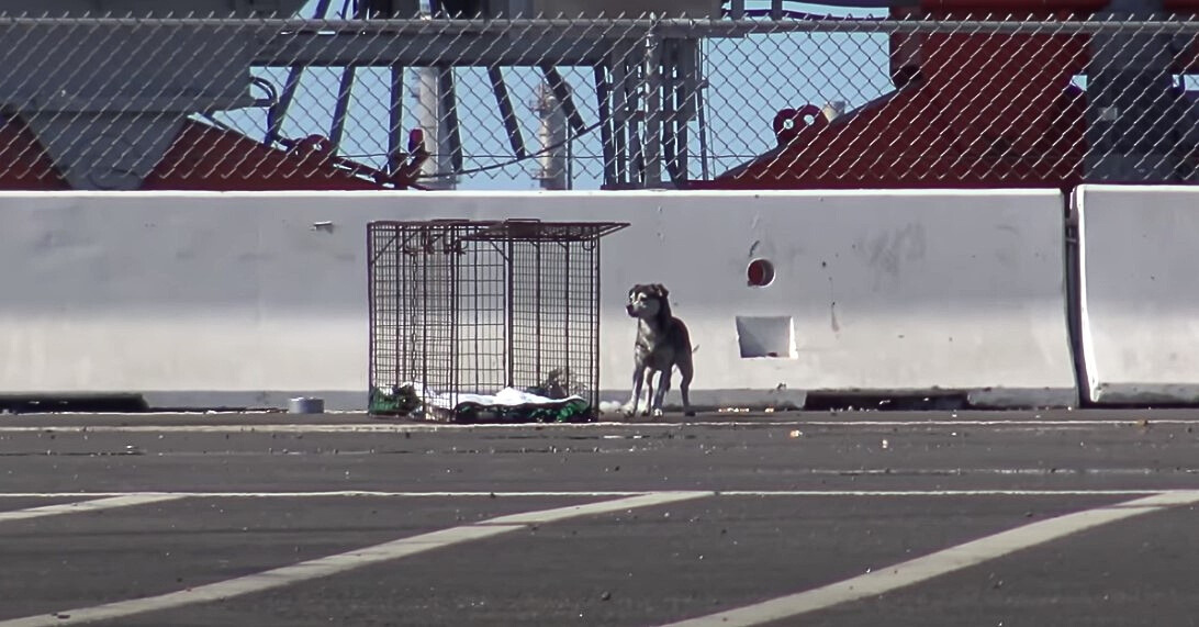 a stray dog stands on the street and looks around