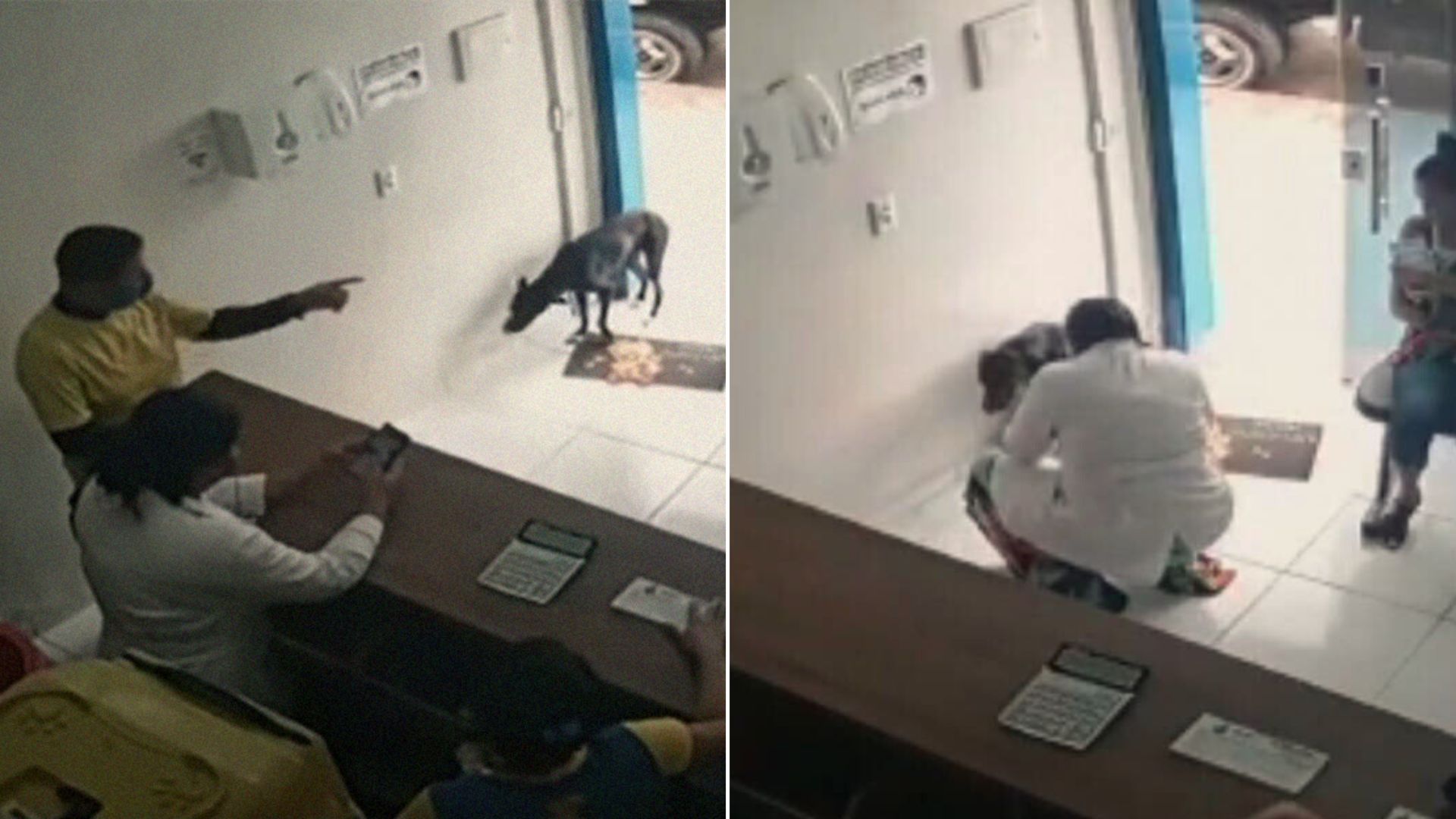 A Stray Dog Visited The Vet Clinic On His Own And That Was The Best Decision In His Life