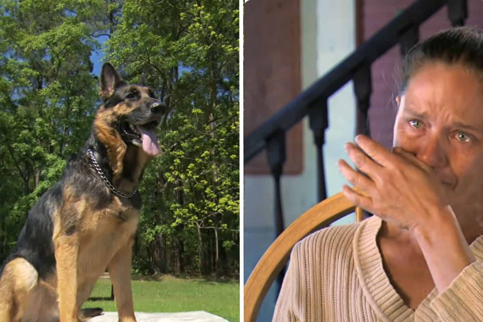 Hero German Shepherd Pulls Woman Out Of A Crashed Car And Saves Her Life