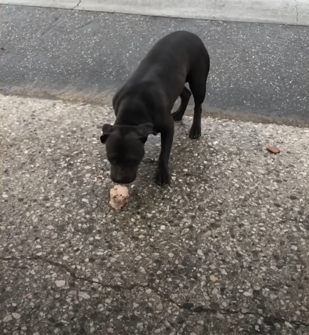 a stray pit bull eats food on the street