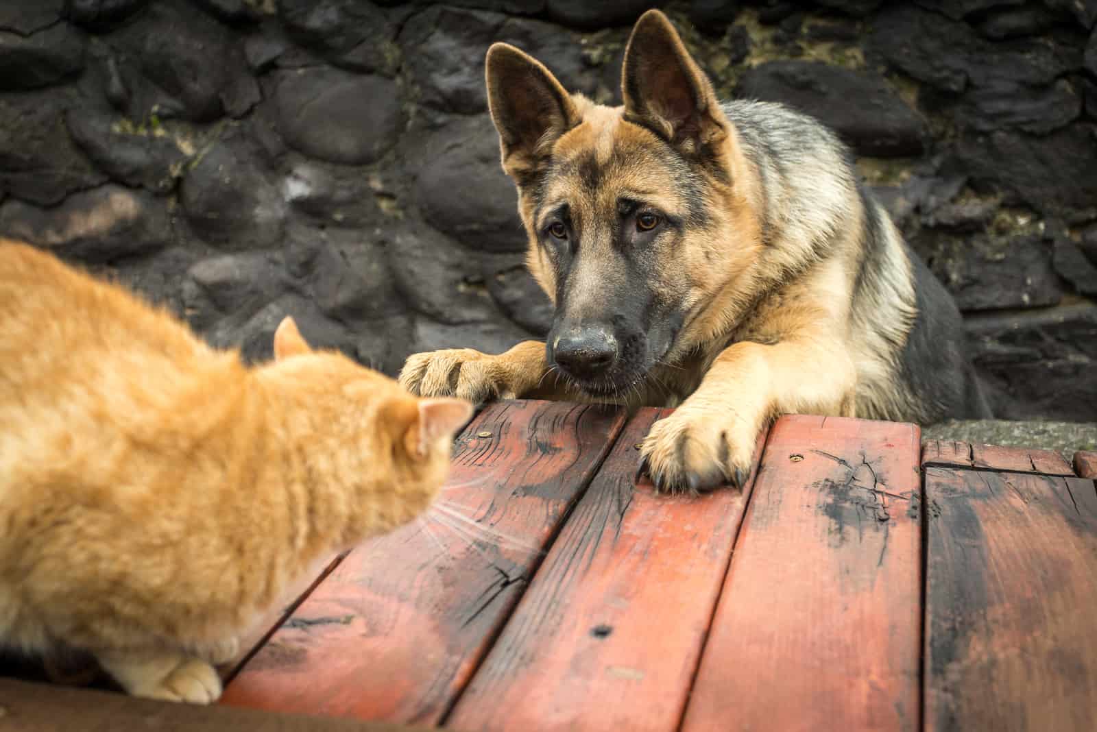 a sudden encounter between a German shepherd and a cat