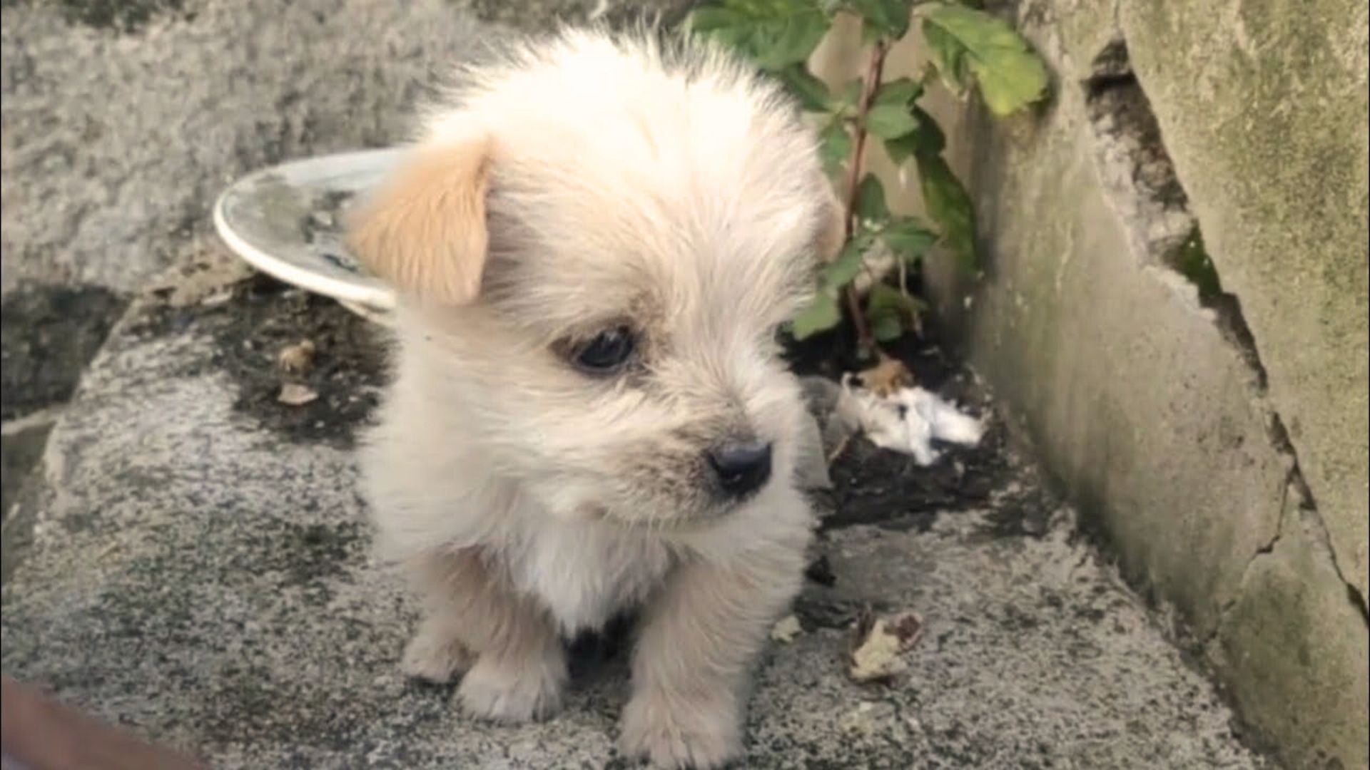 Pup Kisses The Hands Of Rescuer After Being Rescued From The Freezing Cold