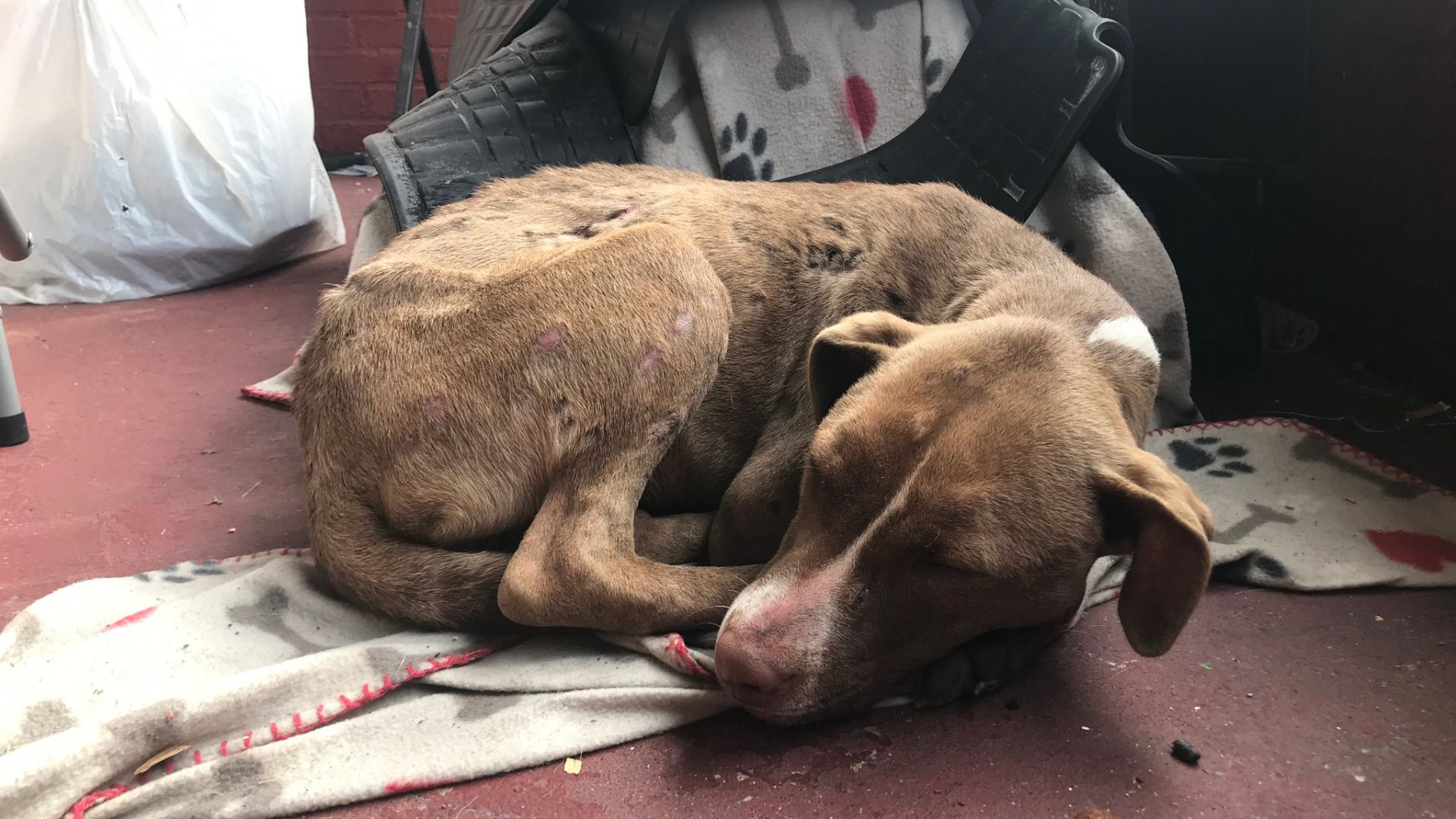 Injured Dog Curls Up On A Small Blanket On Woman’s Porch, Hoping To Find Help