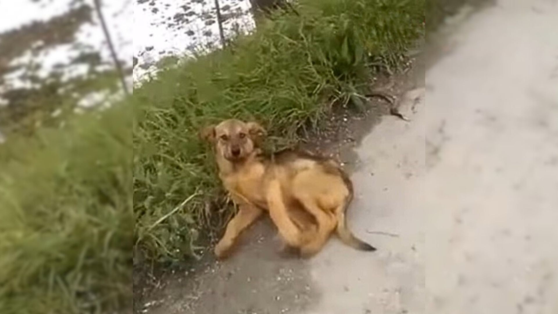 Severely Injured Pup Cries Loudly On The Side Of The Road, Begging People To Help Him