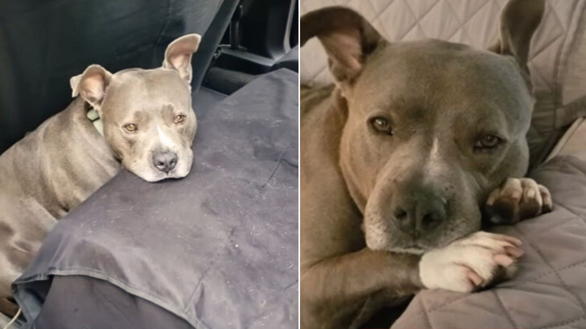 Virginia Rescue Helps Mistreated Pittie Who Spent His Life Chained Outside Find A New Home