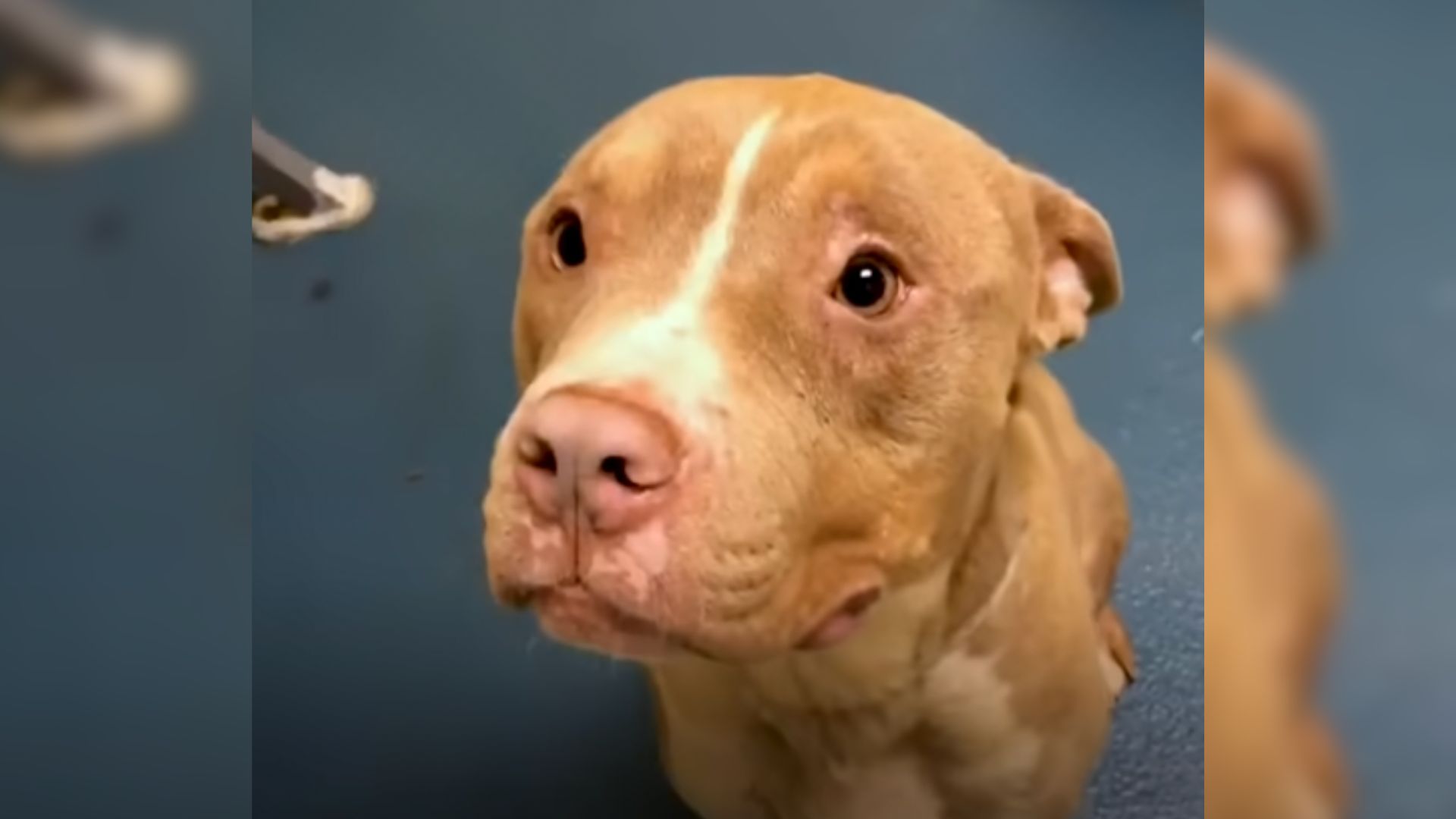 Overlooked Shelter Dog Was Scheduled For Euthanasia, Until A Miracle Happened At The Last Moment