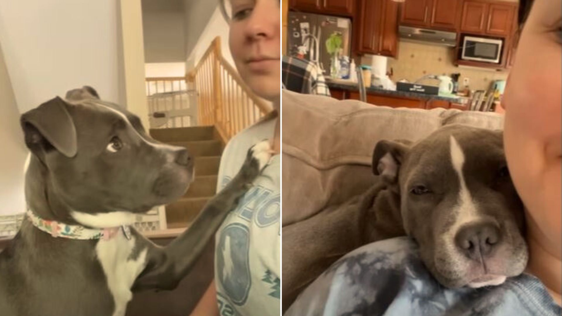 A Sweet Rescue Dog Doesn’t Like Being Separated From His New Mom