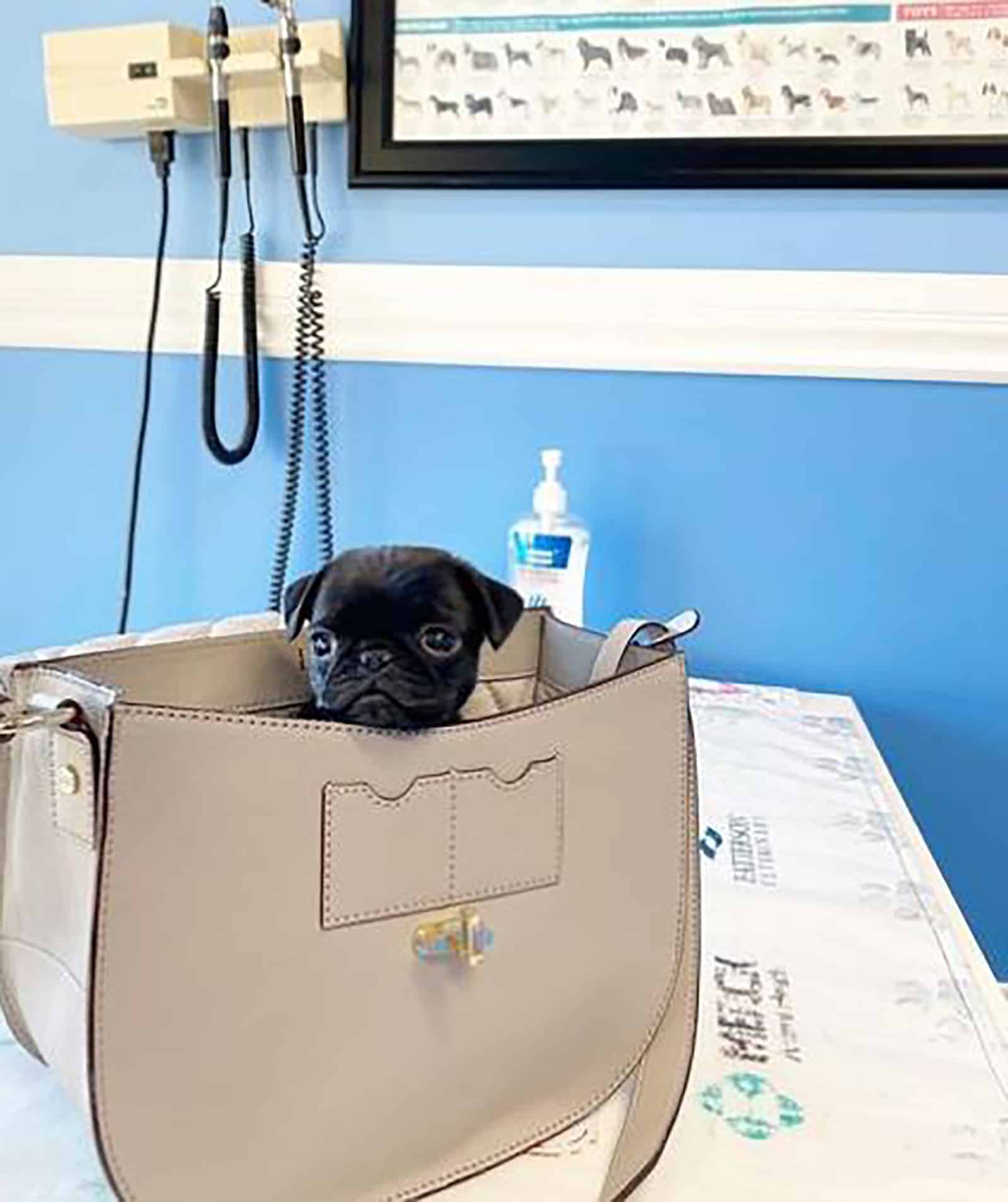 a teacup pug in a purse at the vet