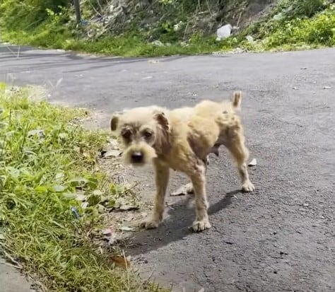 a terrified and injured dog is standing on the street