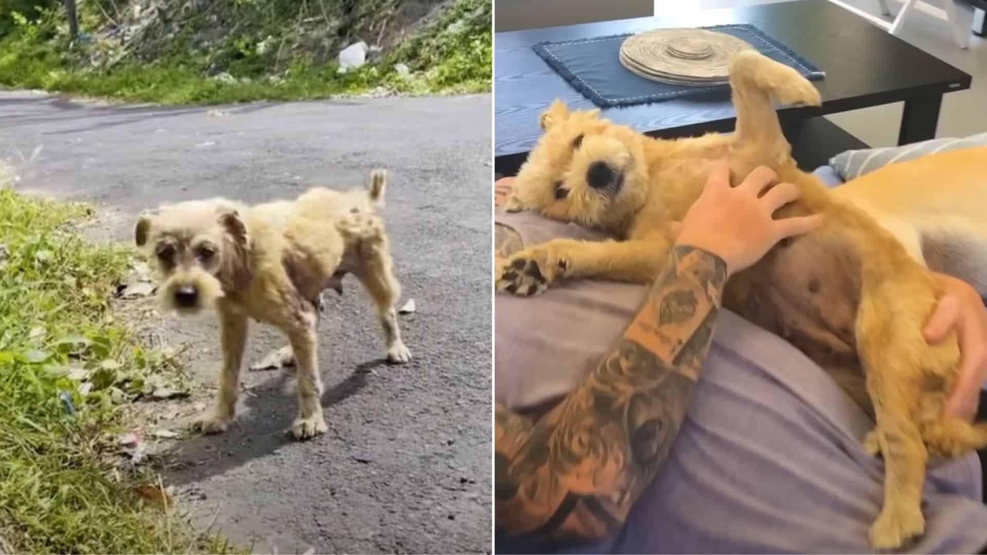 Matted Stray Puppy Transforms Into A Brand New Dog After Being Rescued