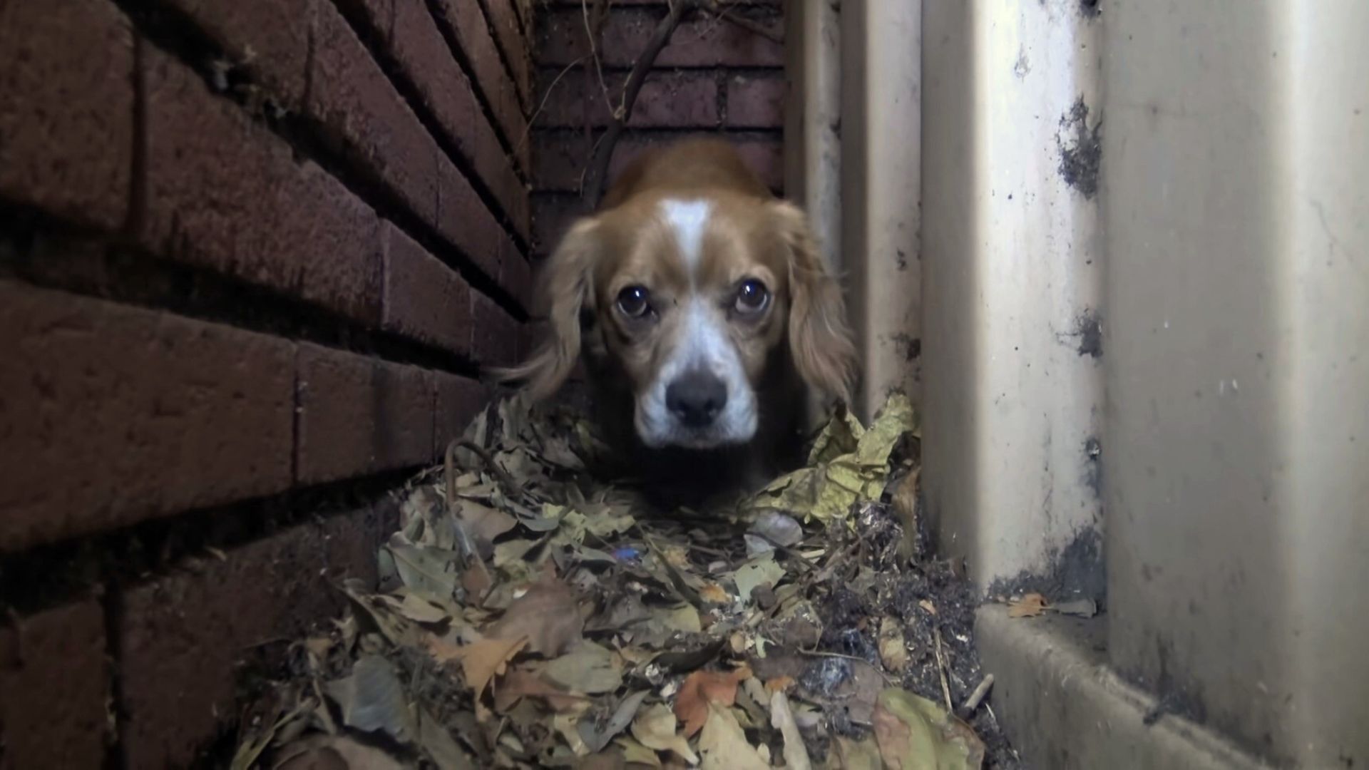 This Sweet Dog Was Dumped Near A School But Then He Met Somebody Really Amazing