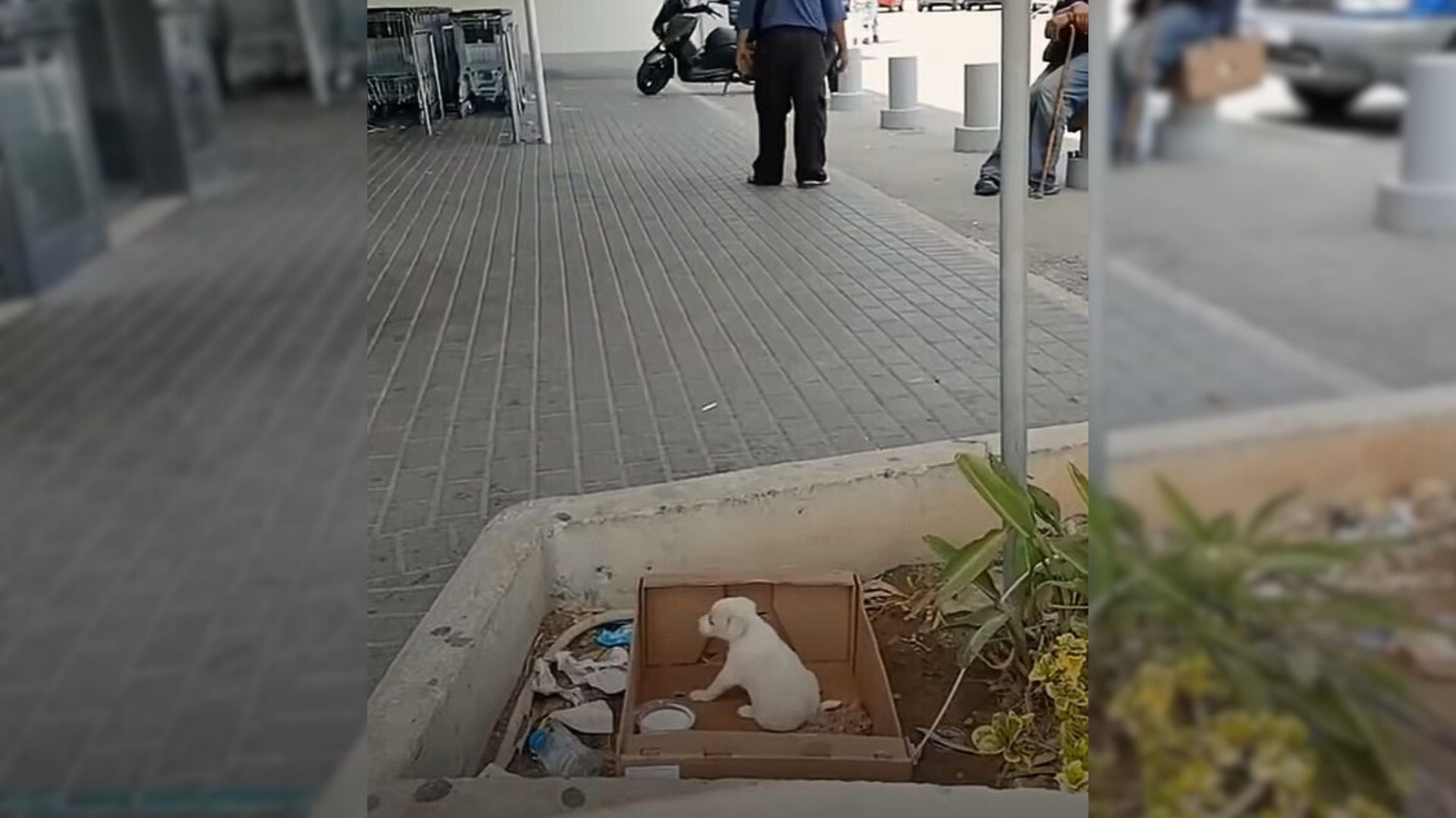 The Tiniest Pup Left In A Box Outside Of Supermarket Begs People For Help