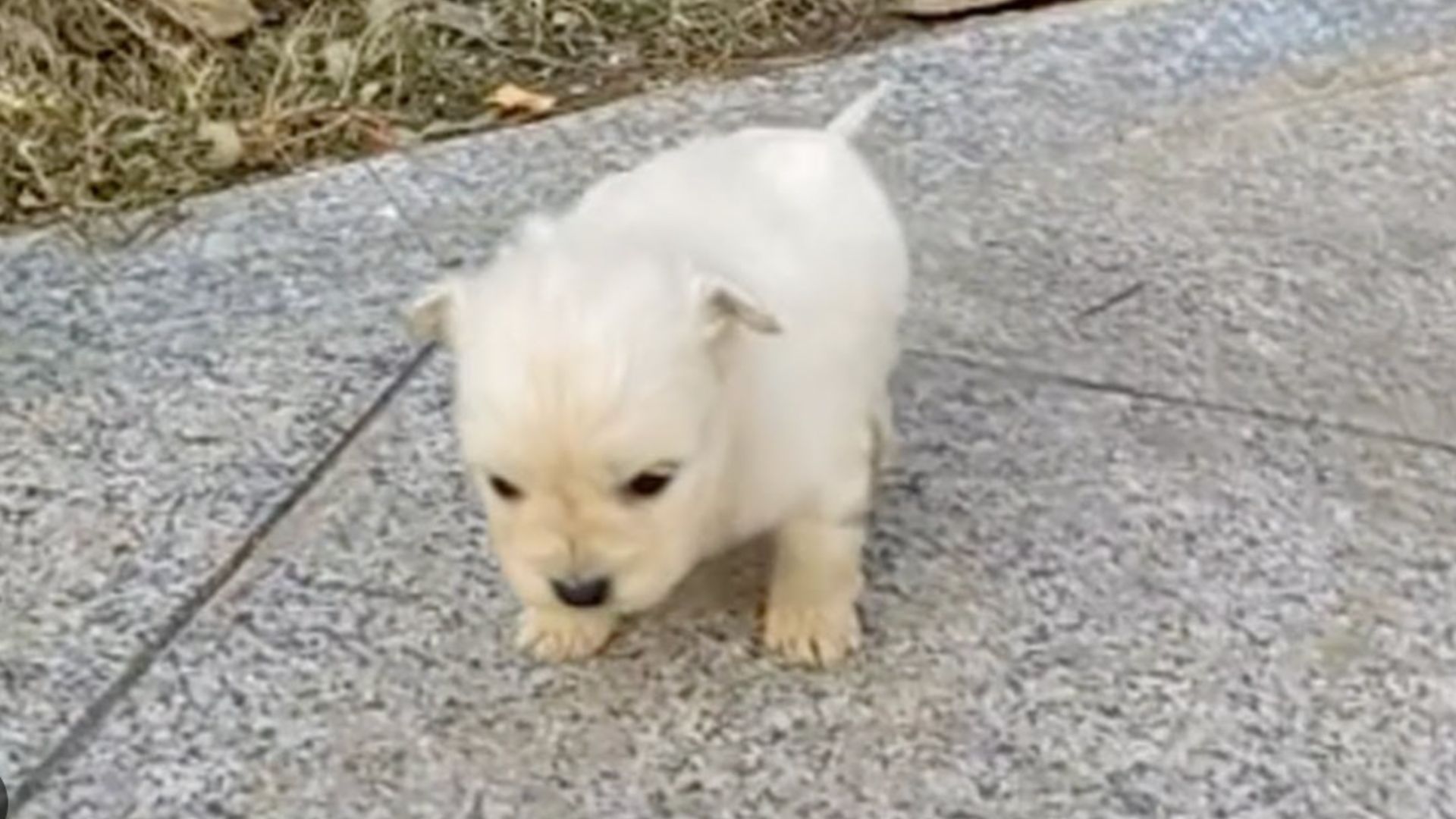 Rescuer Was Shocked To See This Three-Week-Old Puppy Struggling On The Sidewalk So He Decided To Help