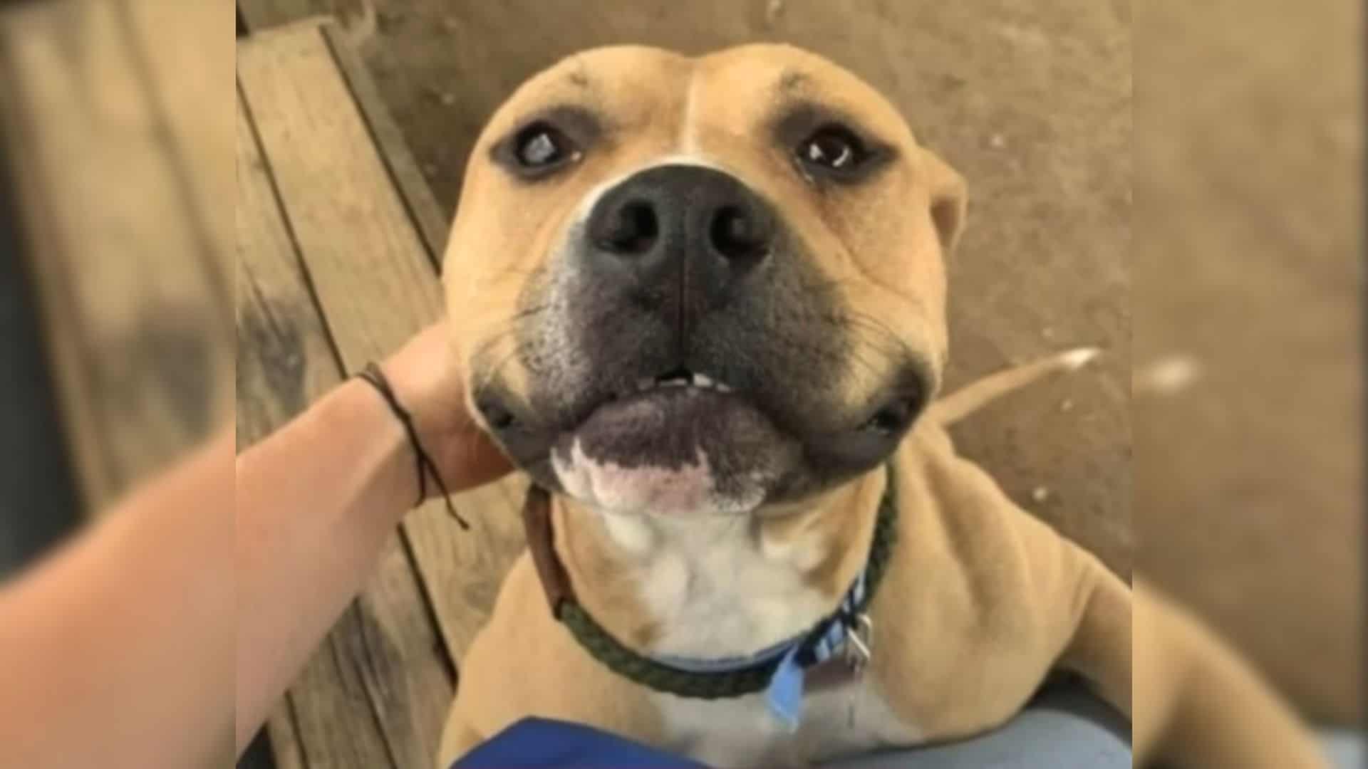 Traumatized Pittie Who Spent His Days Tied Up Completely Transforms In A New Home 