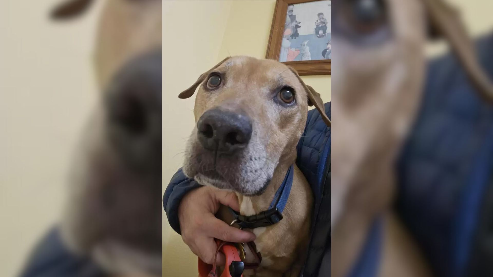 A Traumatized Rescue Dog Learns To Use His Beautiful Voice Again After Being Saved