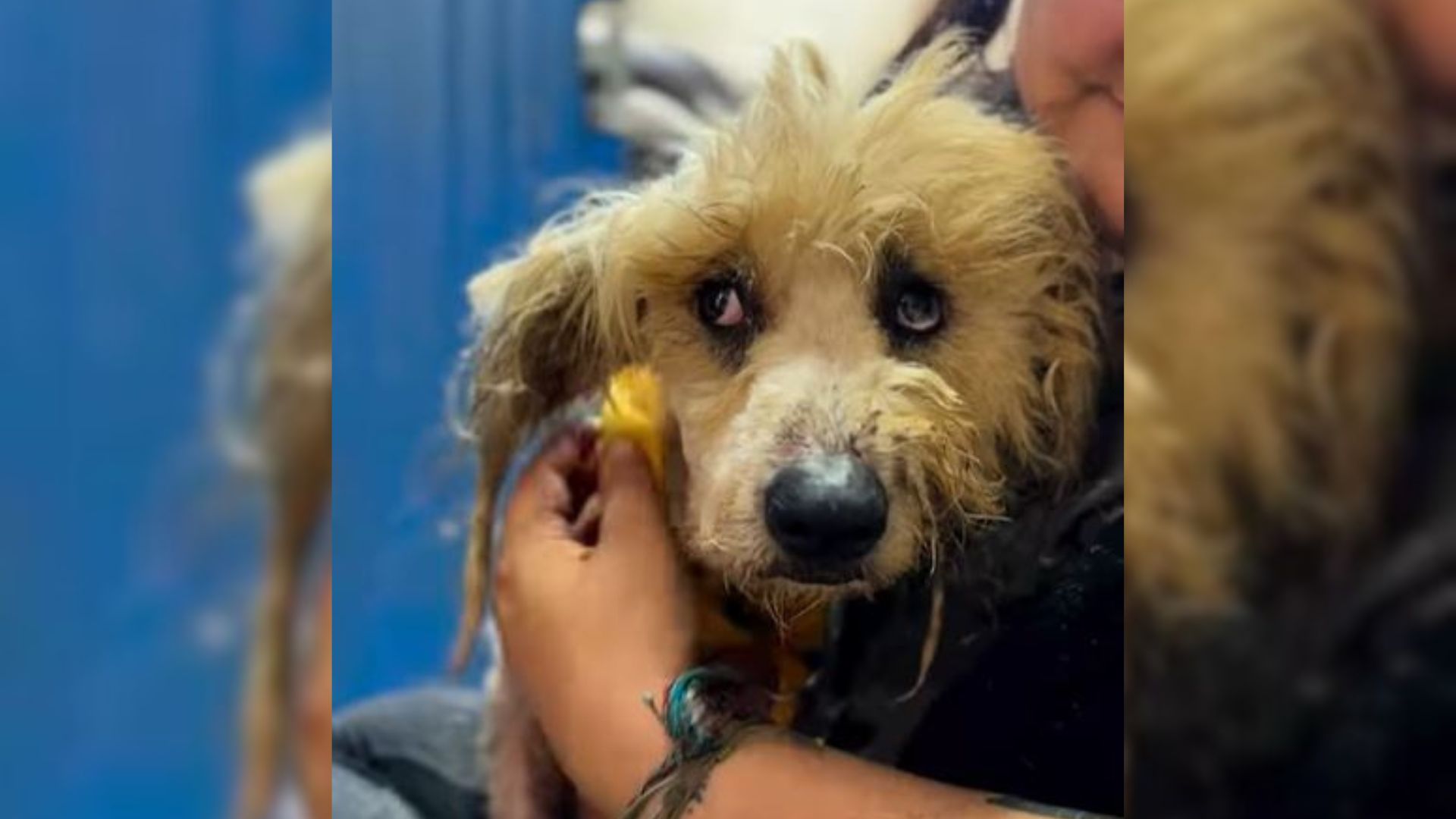 Matted Dog Gets A 5-Hour Haircut And Shocks Everyone With His Amazing Transformation