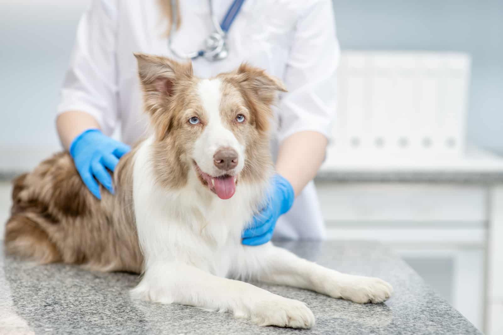 a veterinarian checks the health of an Australian Shepherd