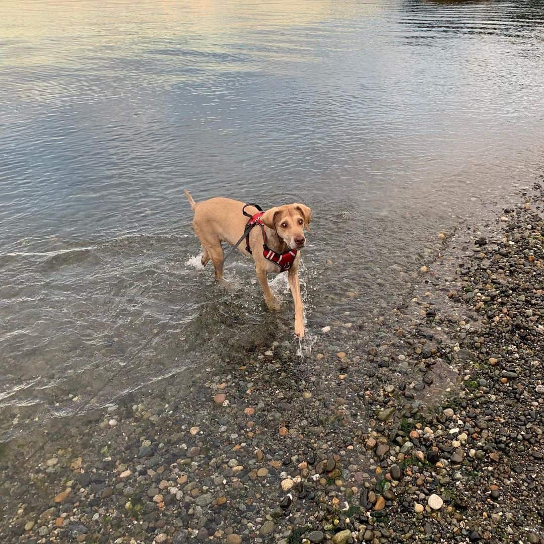 A Weimapeake dog on a leash walks in the shallows