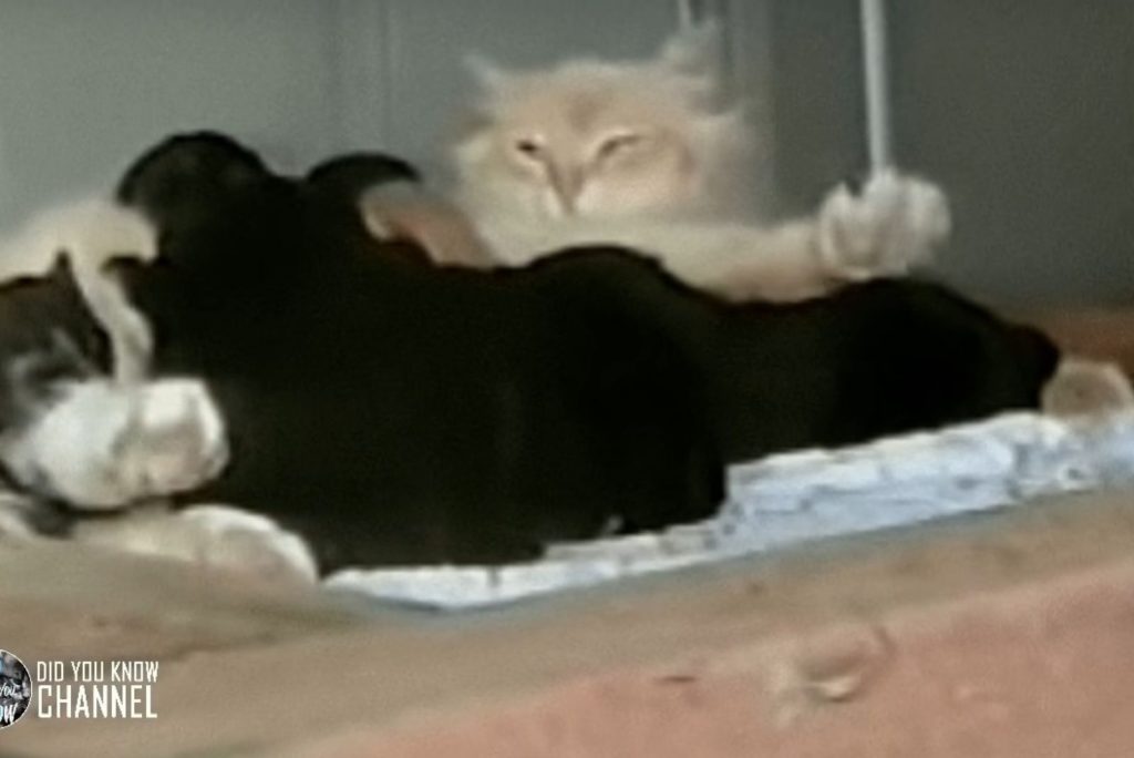 a white cat is playing with a black puppy