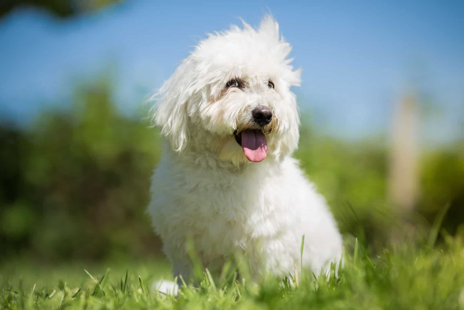 a white Creditable Coton sits in a field and looks away